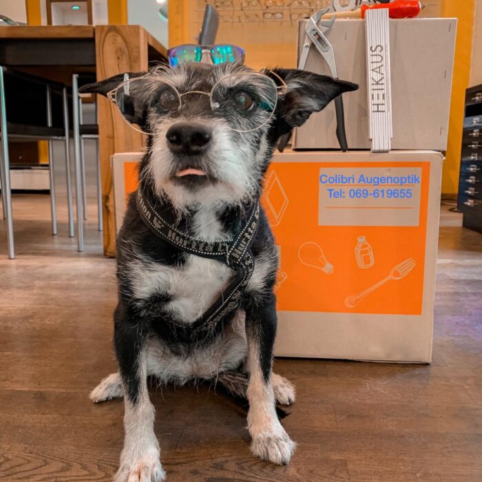 Hund mit Brille - Colibri Augenoptik: 30 Jahre Optiker in Frankfurt am Main
